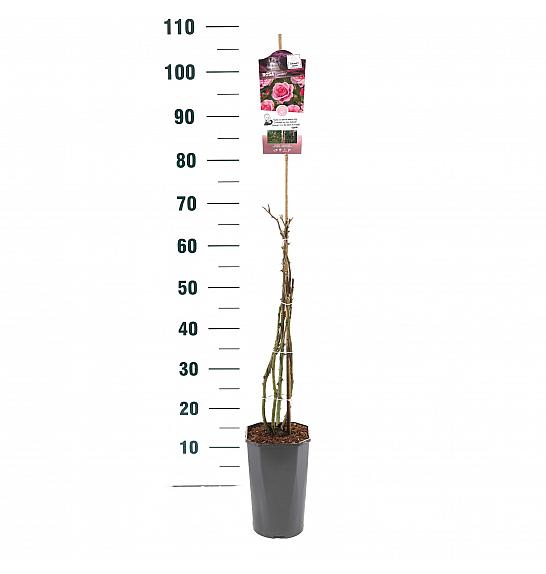 Rosa hybrid Camelot C3 Lit. 50-60 cm Vzpenjava