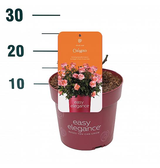 Rosa hybrid Calypso C3 Lit. 10-15 cm