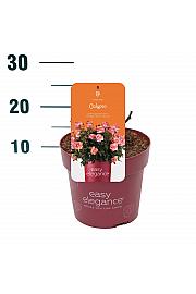 Rosa hybrid Calypso C3 Lit. 10-15 cm