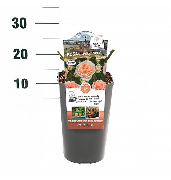 Rosa hybrid Caerphilly Castle C3 Lit. 10-15 cm