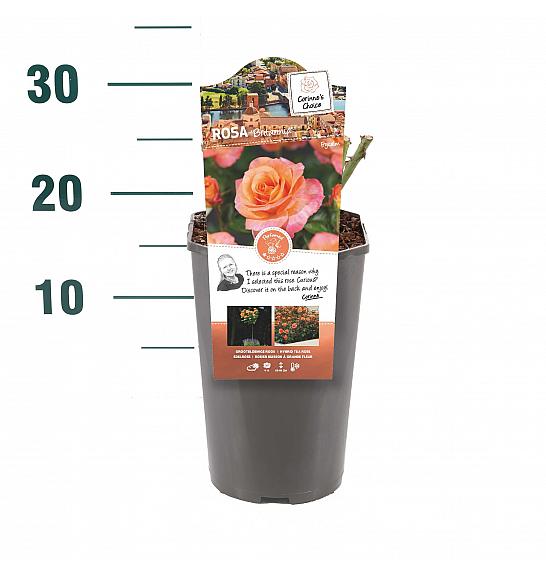 Rosa hybrid Brittania C3 Lit. 10-15 cm