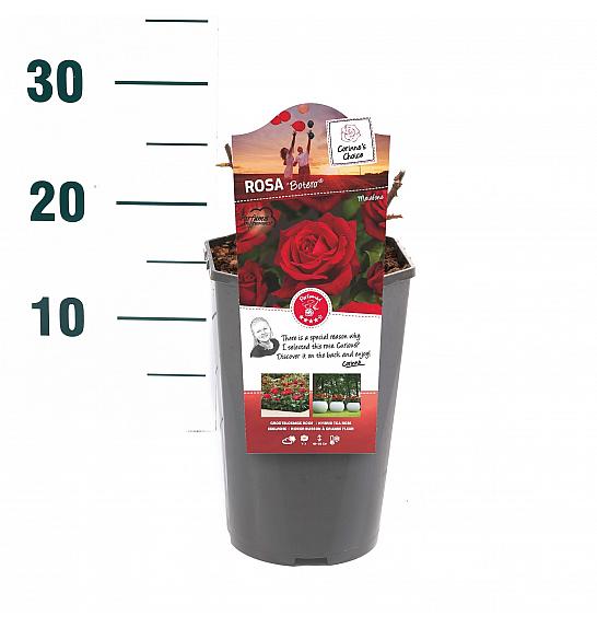 Rosa hybrid Botero C3 Lit. 10-15 cm