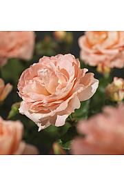 Rosa hybrid Bonita C3 Lit. 50-60 cm Vzpenjava
