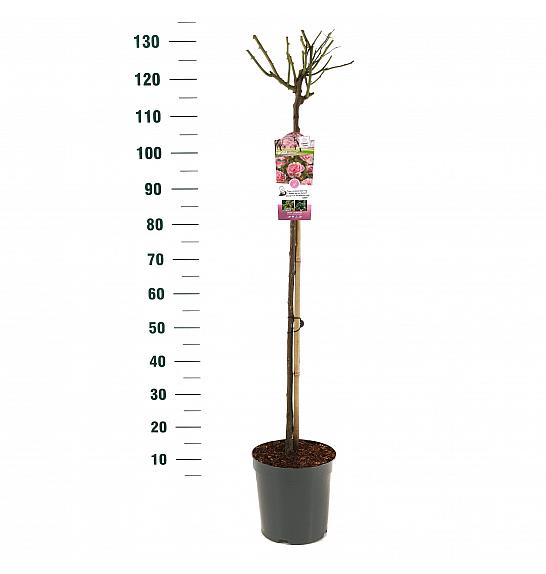 Rosa hybrid Bonica C6 Lit. Na steblu 90 cm