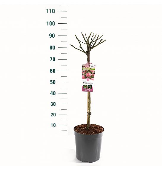 Rosa hybrid Bonica C6 Lit. Na steblu 60 cm