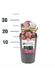 Rosa hybrid Bonica 82 C3 Lit. 10-15 cm