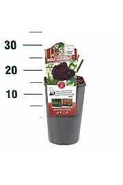 Rosa hybrid Black Baccara C3 Lit. 10-15 cm