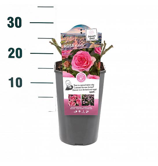 Rosa hybrid Beverly C3 Lit. 10-15 cm