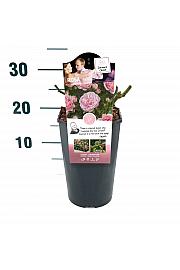 Rosa hybrid Bailando C3 Lit. 10-15