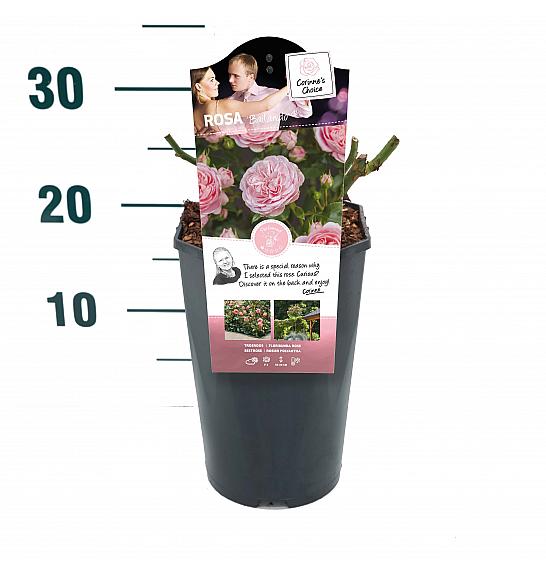 Rosa hybrid Bailando C3 Lit. 10-15