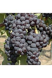 Vitis vinifera Agata C4 Lit. 125-150 cm