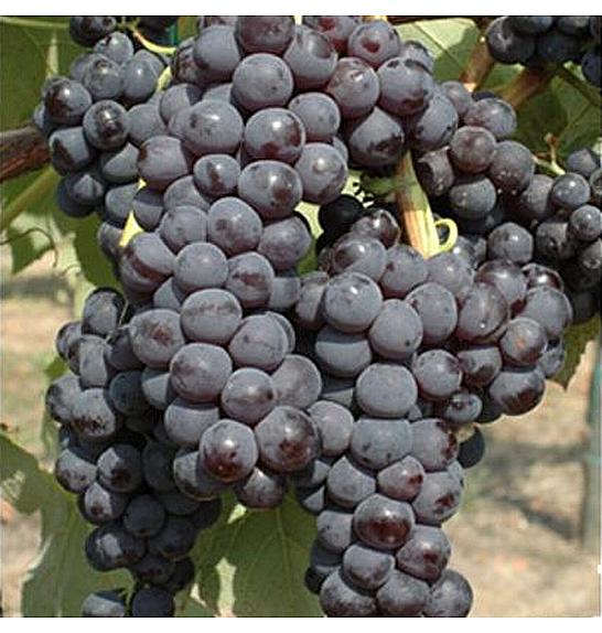 Vitis vinifera Agata C4 Lit. 125-150 cm