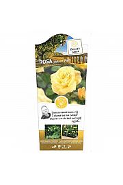 Rosa hybrid Arthur Bell C3 Lit. 10-15 cm