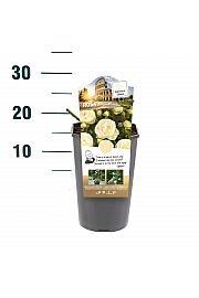 Rosa hybrid Artemis C3 Lit. 10-15 cm