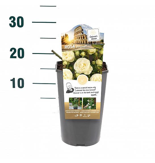 Rosa hybrid Artemis C3 Lit. 10-15 cm