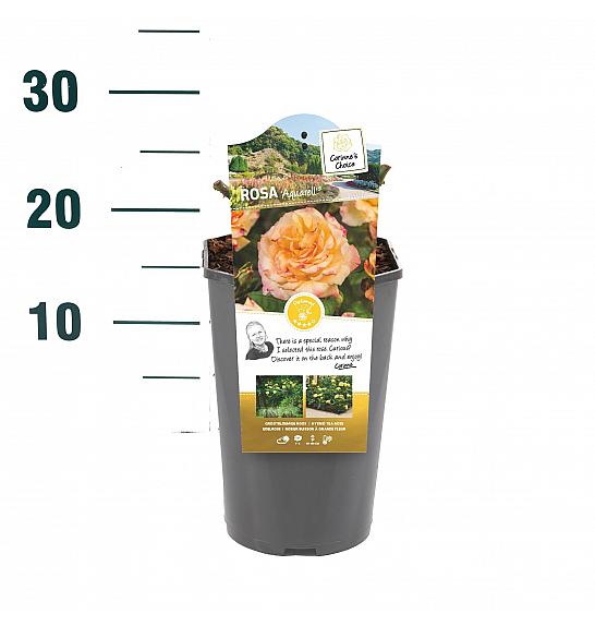Rosa hybrid Aquarel C3 Lit. 10-15 cm