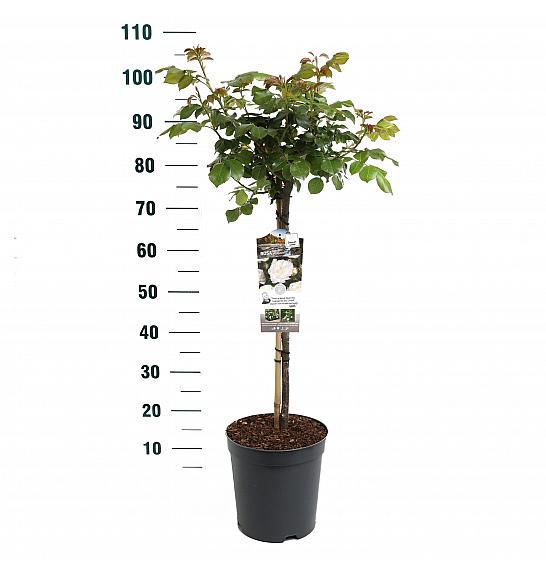 Rosa hybrid Alabaster C6 Lit. Na steblu 60 cm