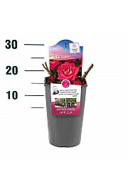 Rosa hybrid Acapella C3 Lit. 10-15 cm