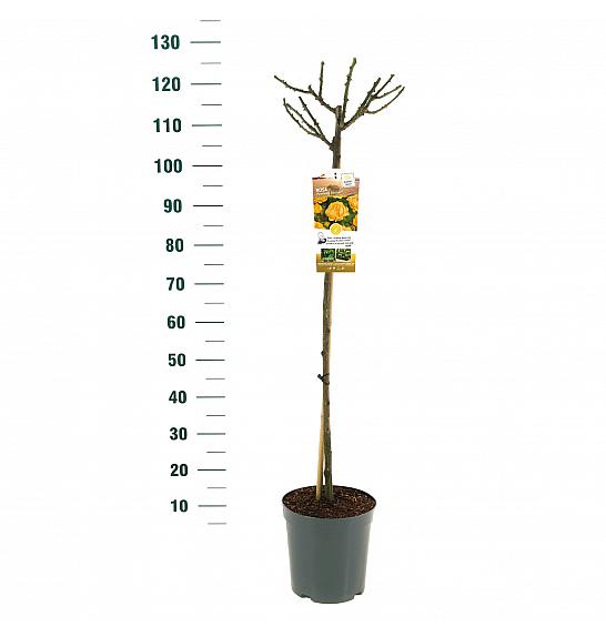 Rosa hybrid Absolutely Fabulous C6 Lit. Na steblu 90 cm