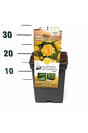 Rosa hybrid Absolutely Fabulous C5 Lit. 15-20 cm