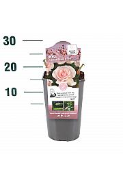 Rosa hybrid A Whiter Shade of Pale C3 Lit. 10-15 cm