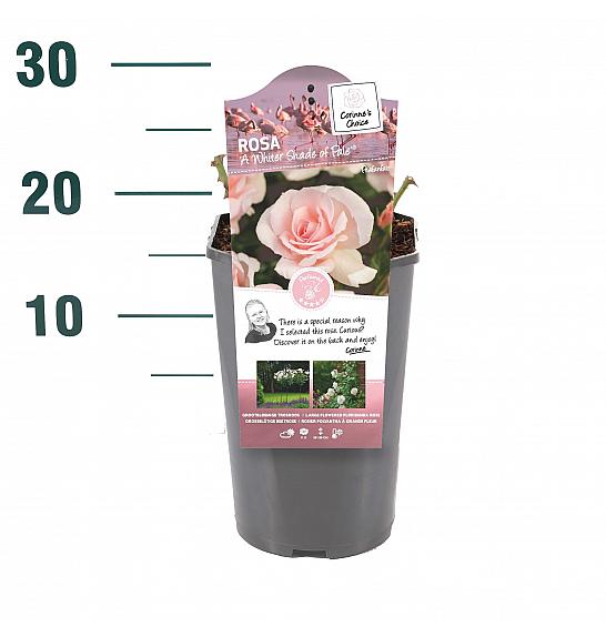Rosa hybrid A Whiter Shade of Pale C3 Lit. 10-15 cm
