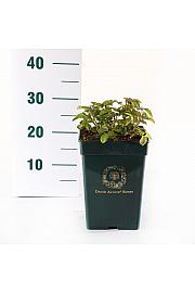 Rosa hybrid Tranquillity C5 Lit. 15-20 cm