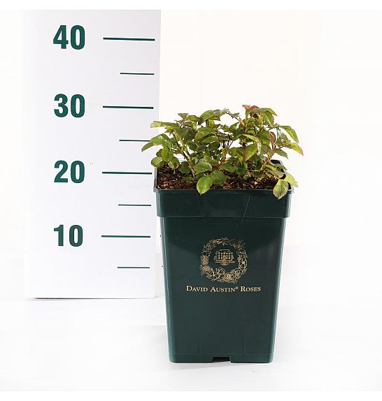 Rosa hybrid Tranquillity C5 Lit. 15-20 cm