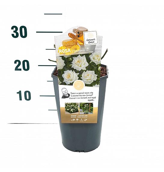 Rosa Honeymilk® C3 Lit. 10-15 cm
