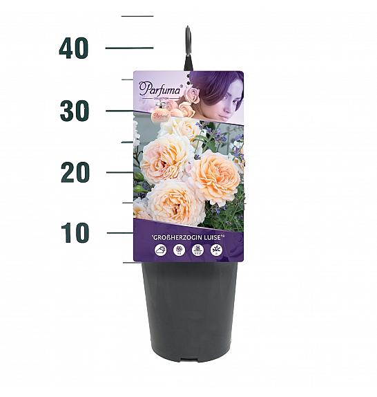 Rosa Grossherzogin Luise® C3 Lit. 10-15 cm