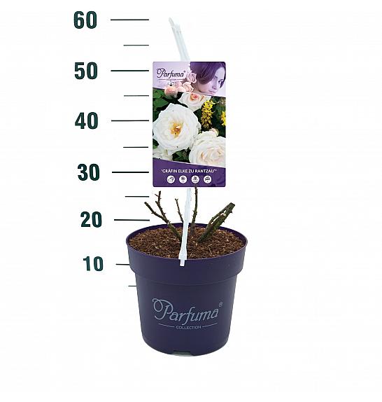 Rosa Gräfin Elke Zu Rantzau® C6 Lit. 30-40 cm