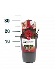 Rosa Graaf Lennart® C3 Lit. 10-15 cm