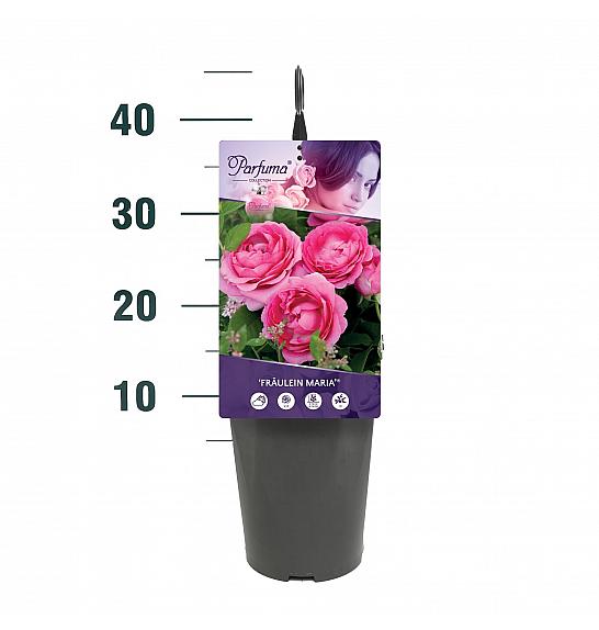 Rosa Fräulein Marie® C3 Lit. 10-15 cm