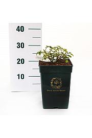 Rosa Eustacia Vye® C5 Lit. 15-20 cm
