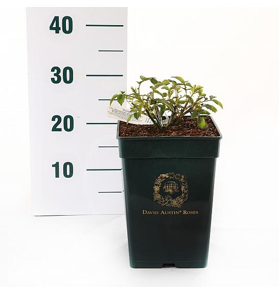 Rosa Eustacia Vye® C5 Lit. 15-20 cm