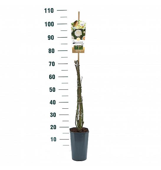 Rosa Eloise® C3 Lit. 50-60 cm Vzpenjava