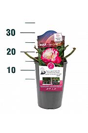 Rosa Double Delight C3 Lit. 10-15 cm