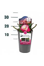 Rosa Double Delight C3 Lit. 10-15 cm