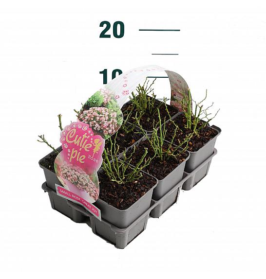 Rosa Cutie Pie® kultipak 6