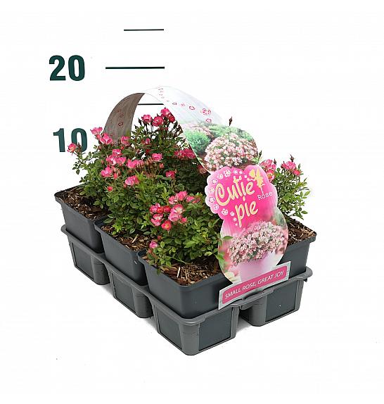 Rosa Cutie Pie® kultipak 6