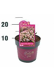 Rosa Cutie Pie® C2 Lit. 20-30 cm