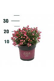 Rosa Cutie Pie® C2 Lit. 20-30 cm