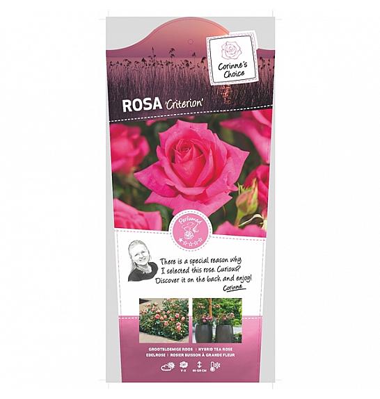 Rosa Criterion C6 Lit. Na steblu 110 cm