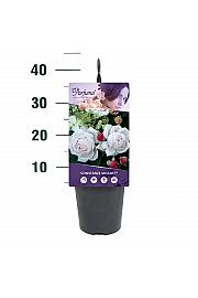 Rosa Constanze Mozart® C3 Lit. 10-15 cm