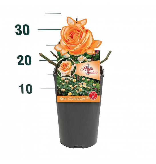 Rosa Circle of Life® C3 Lit. 10-15 cm