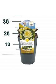 Rosa China Girl® C3 Lit. 10-15 cm