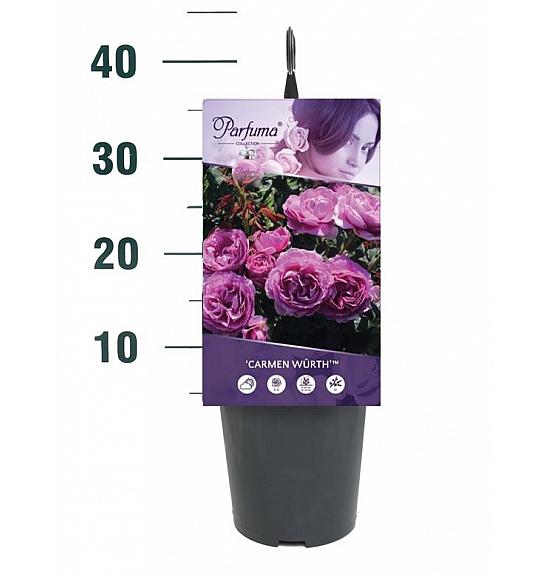 Rosa Carmen Würth(TM) C3 Lit. 10-15 cm