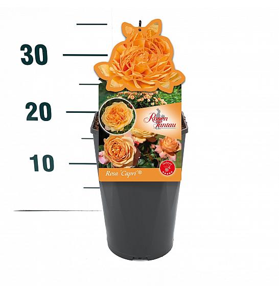 Rosa Capri® C3 Lit. 10-15 cm