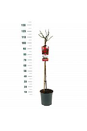 Rosa Bright Meilove® C6 Lit. Na steblu 90 cm