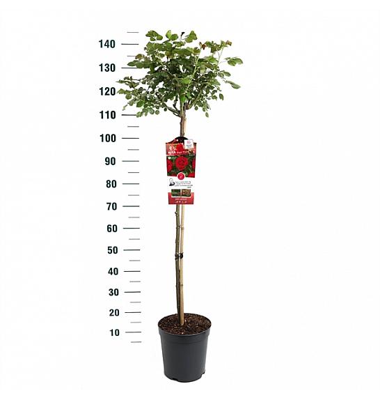 Rosa Bright Meilove® C6 Lit. Na steblu 90 cm